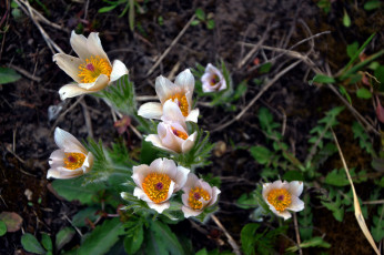 Картинка цветы анемоны +сон-трава сон-трава