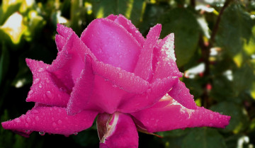 Картинка цветы розы капли