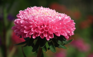 Картинка цветы астры розовый