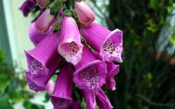 Картинка цветы дигиталис+ наперстянка