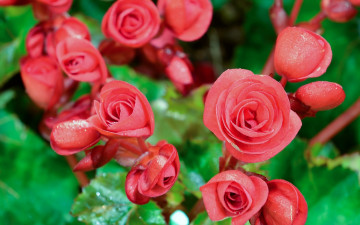 Картинка цветы листья капли соцветие розовые