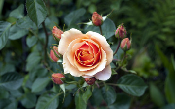 Картинка цветы розы бутоны