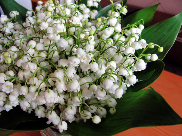 Обои картинки фото цветы, ландыши, майский