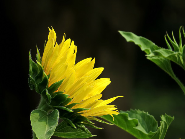 Обои картинки фото цветы, подсолнухи, фон, подсолнух