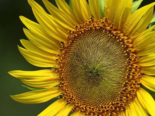 Обои картинки фото цветы, подсолнухи, подсолнух, фон