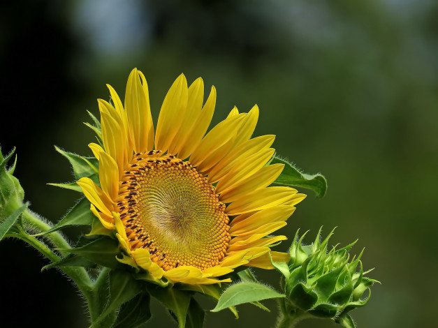 Обои картинки фото цветы, подсолнухи, подсолнух, фон