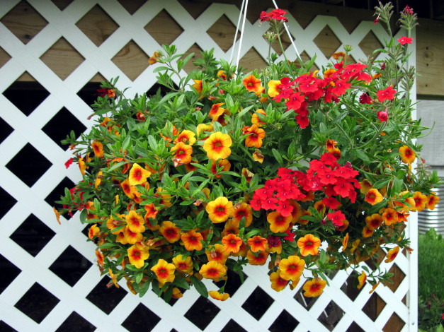 Обои картинки фото цветы, разные вместе, калибрахоа