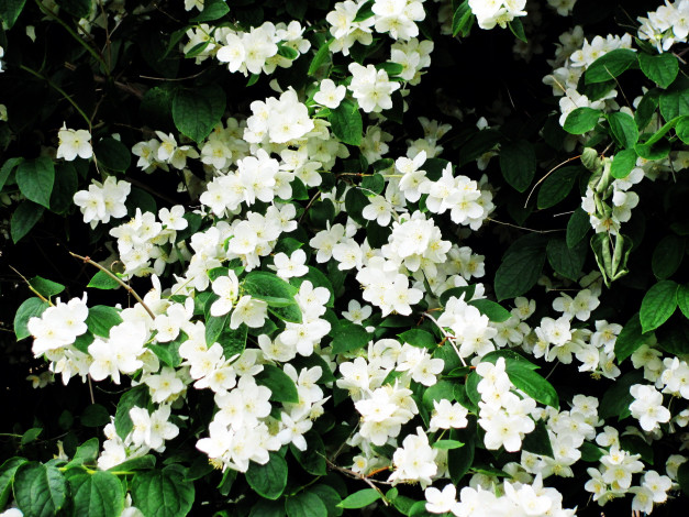 Обои картинки фото цветы, жасмин, белый