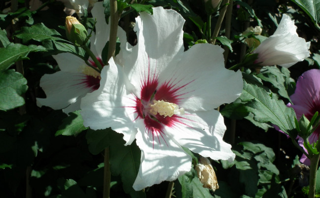 Обои картинки фото цветы, гибискусы, макро