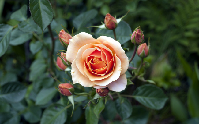 Обои картинки фото цветы, розы, бутоны