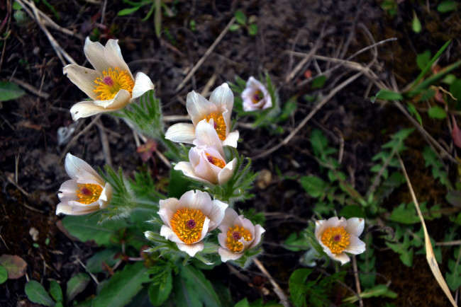 Обои картинки фото цветы, анемоны,  сон-трава, сон-трава