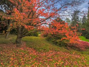 Картинка природа лес простор