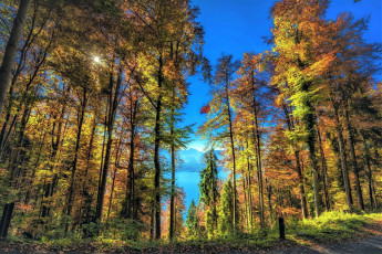 Картинка природа лес осень