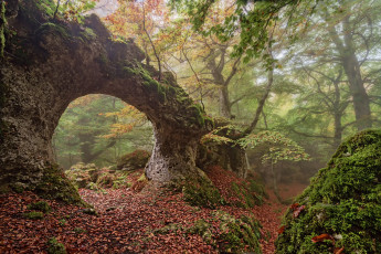 Картинка природа лес простор