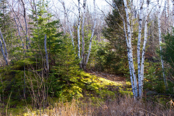 Картинка природа лес простор