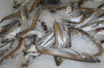 Картинка рыба еда +морепродукты +суши +роллы