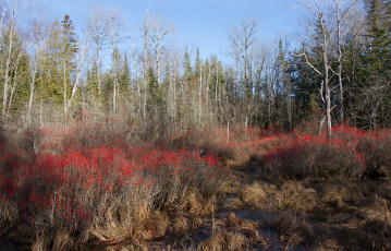 Картинка природа лес простор