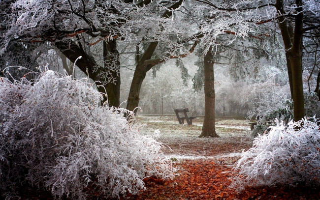 Обои картинки фото природа, парк, иней, скамейка, деревья