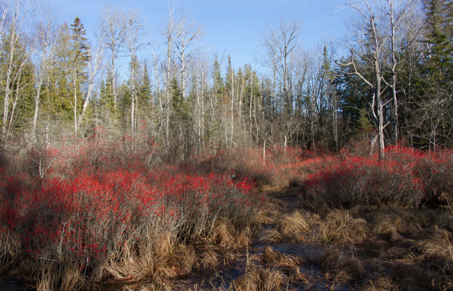 Обои картинки фото природа, лес, простор