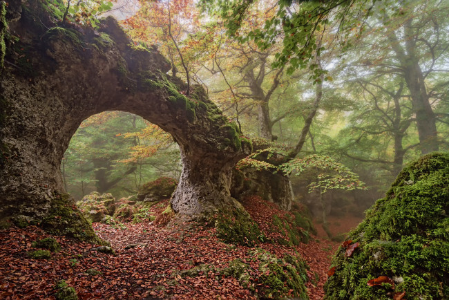 Обои картинки фото природа, лес, простор