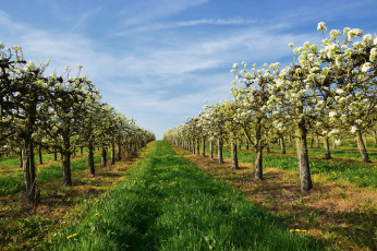 Картинка природа деревья простор