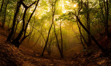 Картинка природа лес туман осень