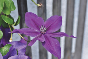Картинка цветы клематис+ ломонос лиловый