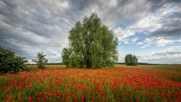 Картинка цветы маки луг деревья лето