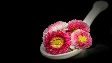 Картинка цветы маргаритки ложка розовые