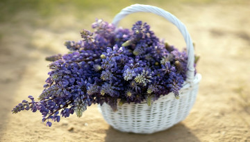 Картинка цветы люпин корзинка