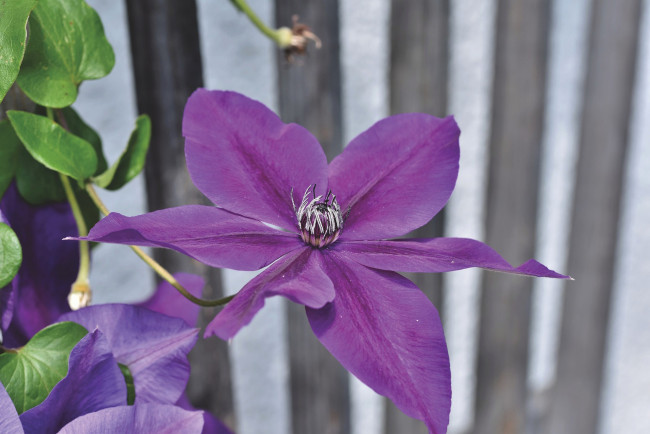 Обои картинки фото цветы, клематис , ломонос, лиловый