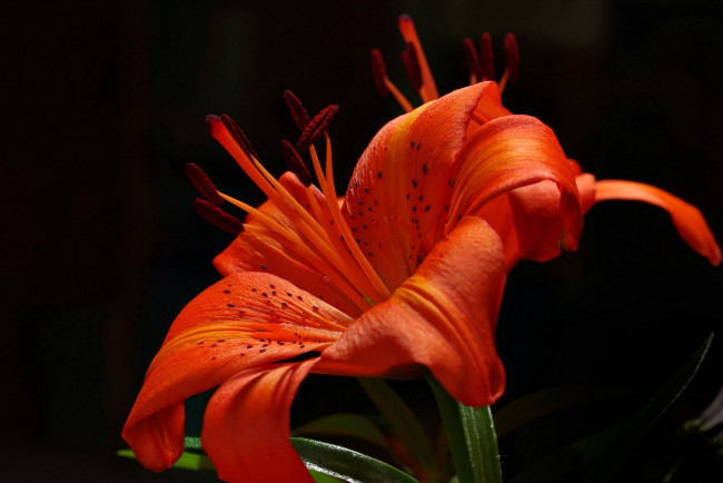 Обои картинки фото цветы, лилии,  лилейники, огненная, лилия, макро