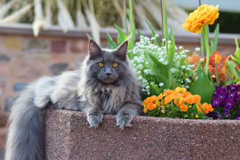 Картинка животные коты кот кошка