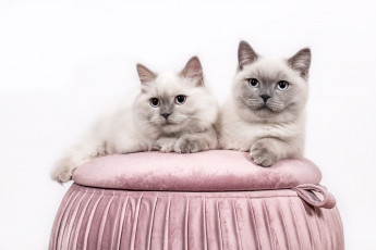 Картинка животные коты кот кошка