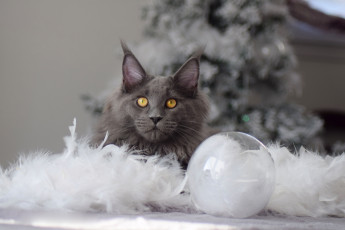 Картинка животные коты кот кошка