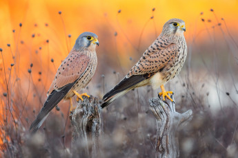 Картинка животные птицы+-+хищники птицы пара соколы