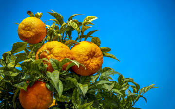 Картинка природа плоды апельсины