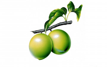 Картинка рисованное еда ветка листья плоды