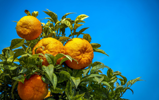 Обои картинки фото природа, плоды, апельсины