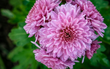 Картинка цветы хризантемы розовые капли