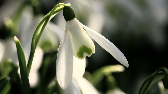 Обои картинки фото цветы, подснежники,  белоцветники,  пролески, подснежник