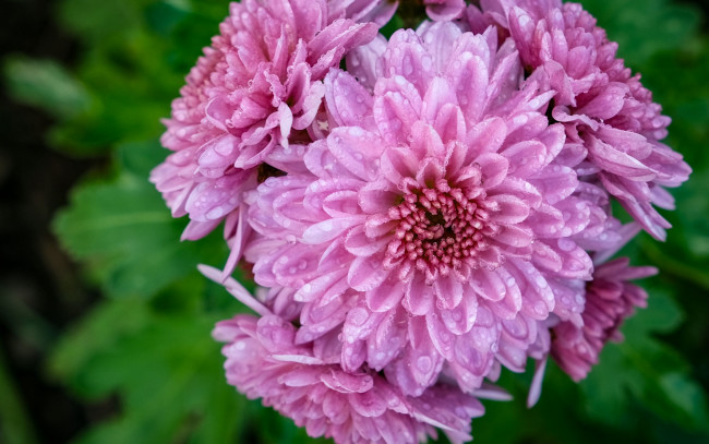 Обои картинки фото цветы, хризантемы, розовые, капли