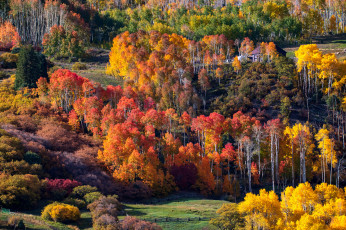 обоя природа, лес, пейзаж