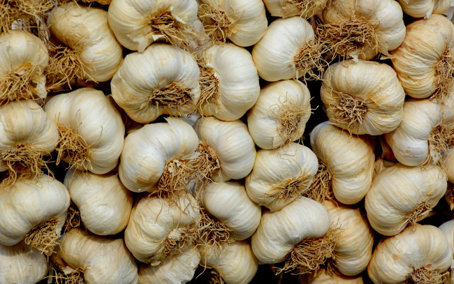 Обои картинки фото еда, чеснок, урожай, много