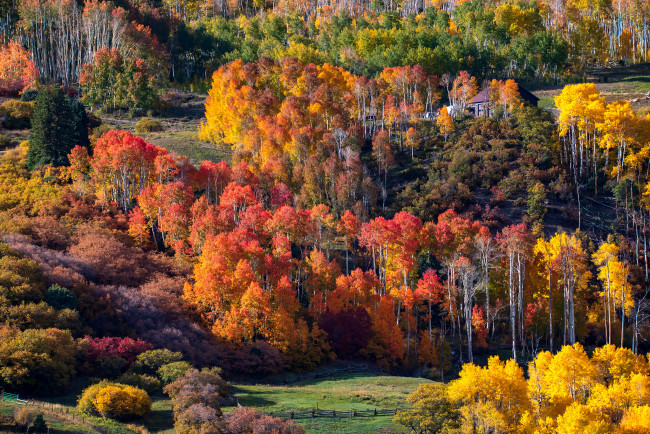 Обои картинки фото природа, лес, пейзаж