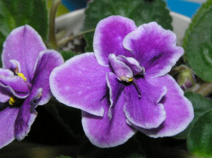 Картинка цветы фиалки