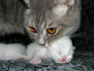 Картинка животные коты