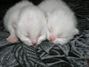 Картинка животные коты