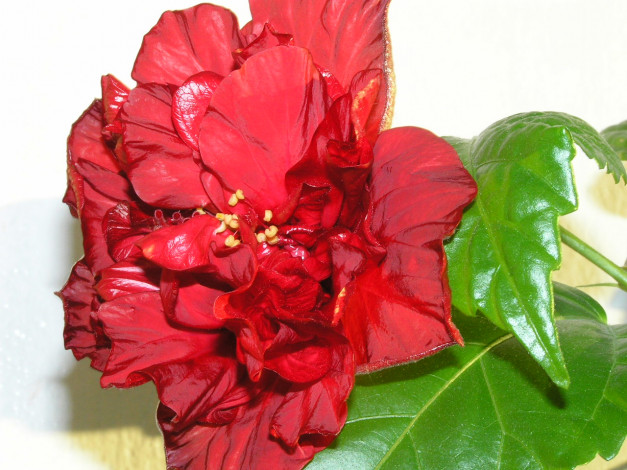 Обои картинки фото цветы, гибискусы