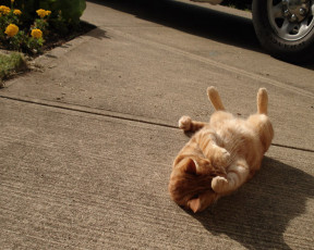 Картинка животные коты